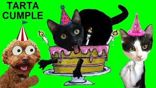 Pastel de cumpleaños para gatitos Luna y Estrella y mi perro Cookie / Videos de animales graciosos