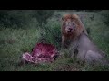 Pride of lions feeding