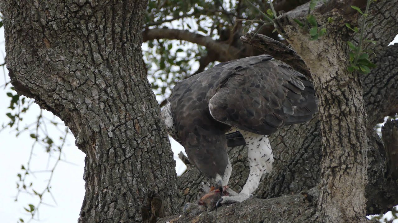 Martial Eagle devouring a fresh kill 
