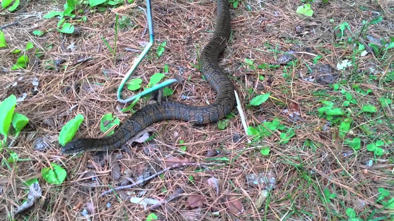 animal attacks reddit Northern Water Snake Attacks My Dad