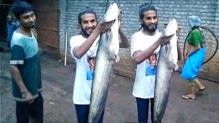 Fishing Video | Big Fish Catch In River | Big Fish #fishing #मछली  @BassFishingProductions