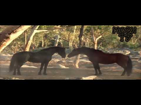 Video: Breed Kuda Hackney Hypoallergenic, Kesehatan Dan Masa Hidup