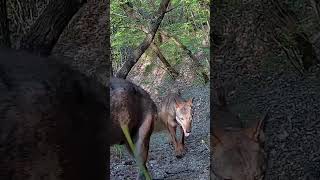 Kad Ti Se Vuk Ovako Približi