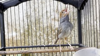 SUARA PRENJAK GACOR MEMANGGIL LAWAN ‼️ AMPUH BUAT PANCINGAN BIKIN BURUNG PRENJAK NYAUT