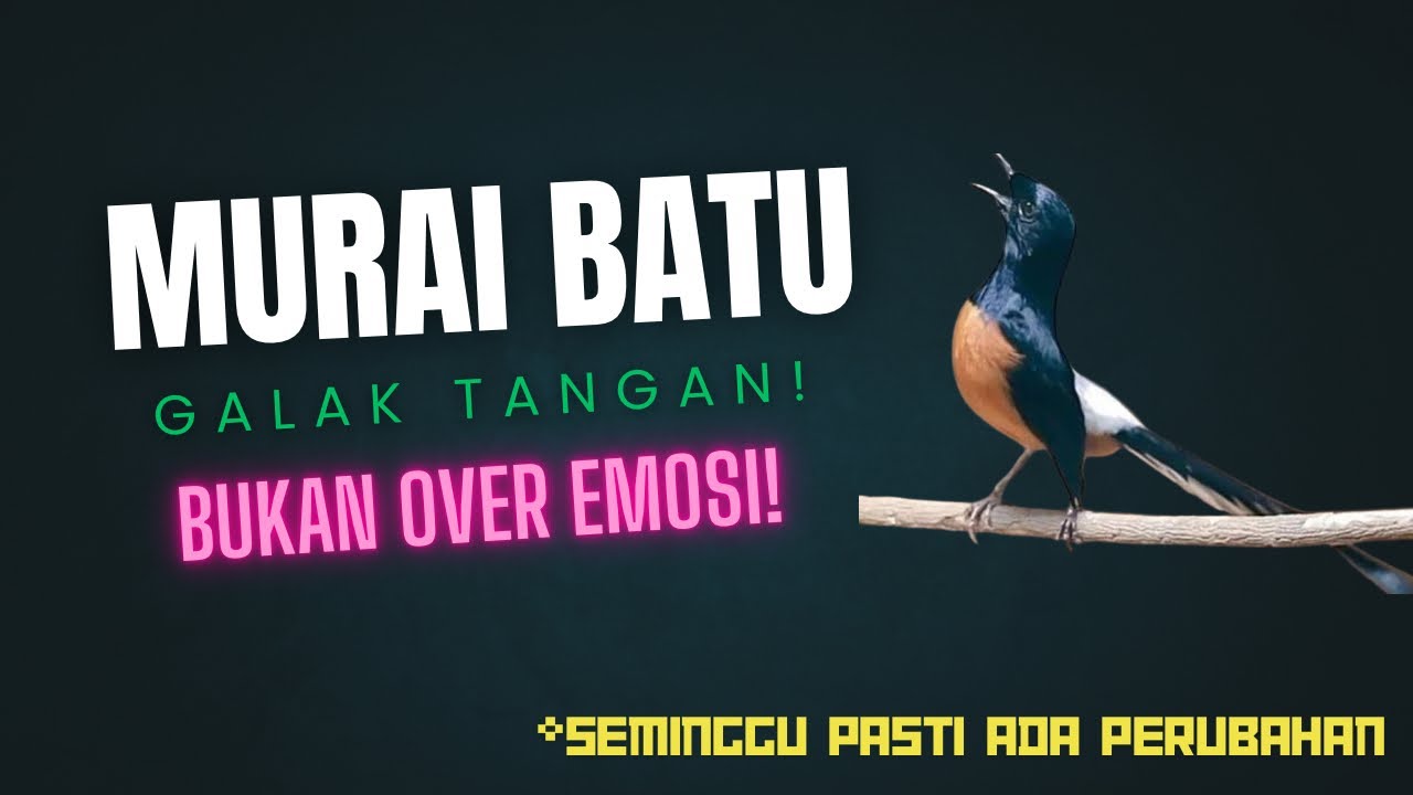 Murai Batu Galak Tangan, JANGAN SALAH PERAWATAN ‼️Bukan Over Emosi ‼️