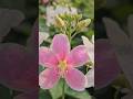 Nature's Vibrant Colors: Desert Rose, Orchids &amp; More! 🌸✨