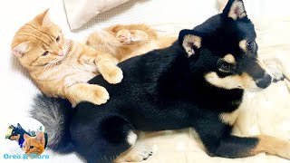 Love Triangle Among A Kitten, Shiba & Owner