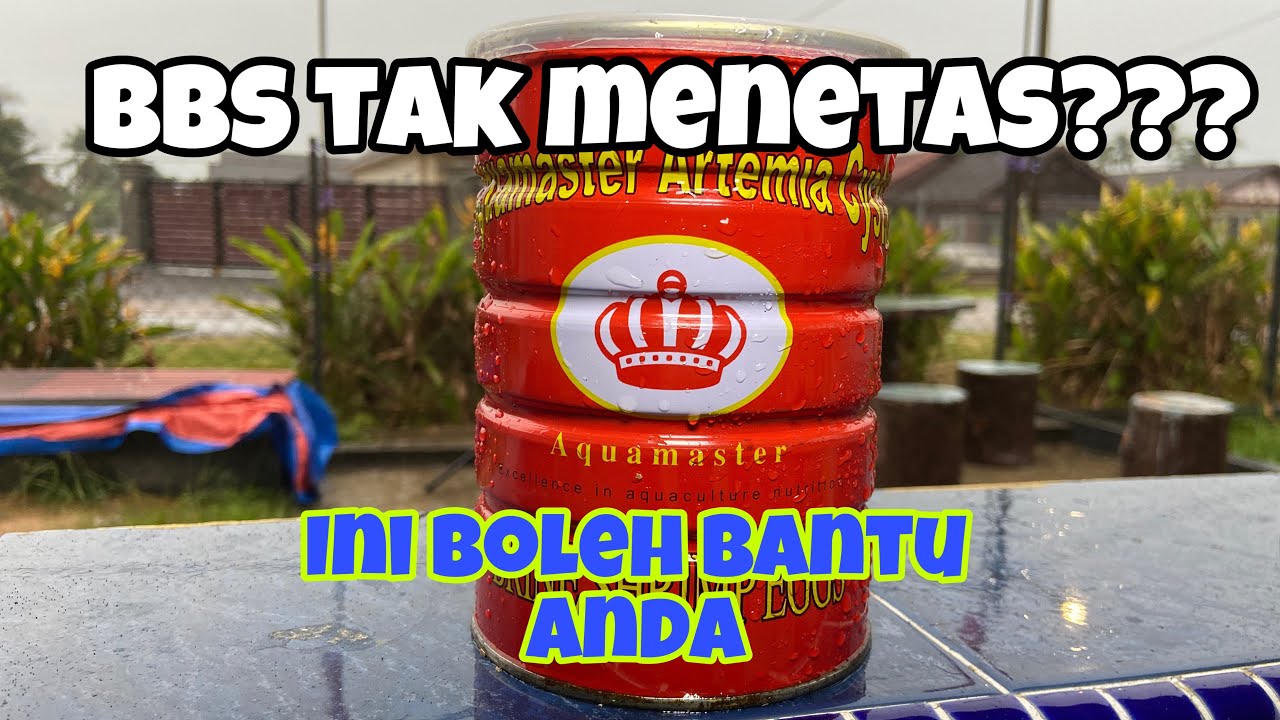 CARA TETASKAN ARTEMIA YANG SUDAH ROSAK 
