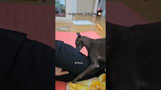 꿍깽콩 김콩콩 아빠 주머니에 간식이따 바지구멍낸다!! 🐶 #이탈리안그레이하운드 #아이쥐 #콩콩이 #김콩콩 #🐶❤️ #강아지 #간식 #사랑해