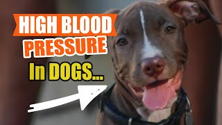 HIGH BLOOD PRESSURE in DOGS 🐶💓 (Hypertension in Dogs) by Veterinary Network 56 views 7 days ago 4 minutes, 53 seconds