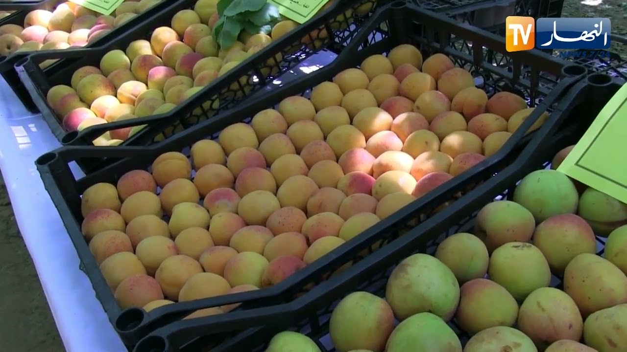 المسيلة: أنواع مختلفة لفاكهة المشمش.. ونحو إرتفاع معدلات الإنتاج