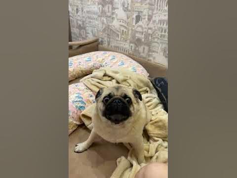 Злой мопс #Shorts - YouTube