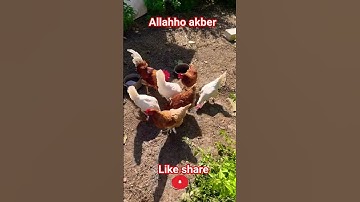 #القران_الكريم #تلاوه_خاشعه #قال رب انیی ظلمت نفسی #الشيخ محمود الشحات #المصحف #foryou