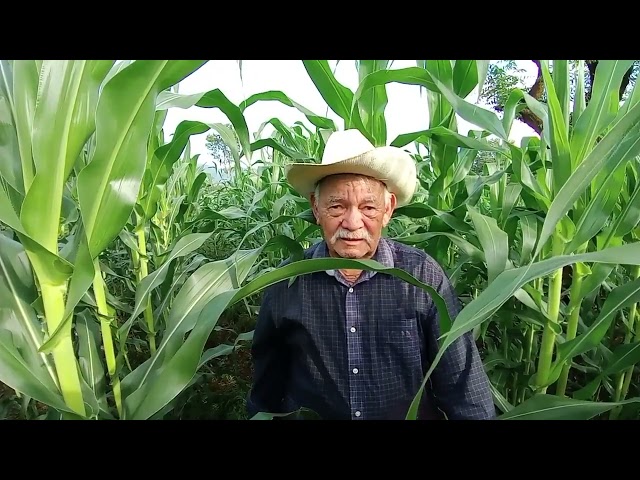 Don Aquilino Flores, agricultor de Anamorosense de mas de 80 años. class=
