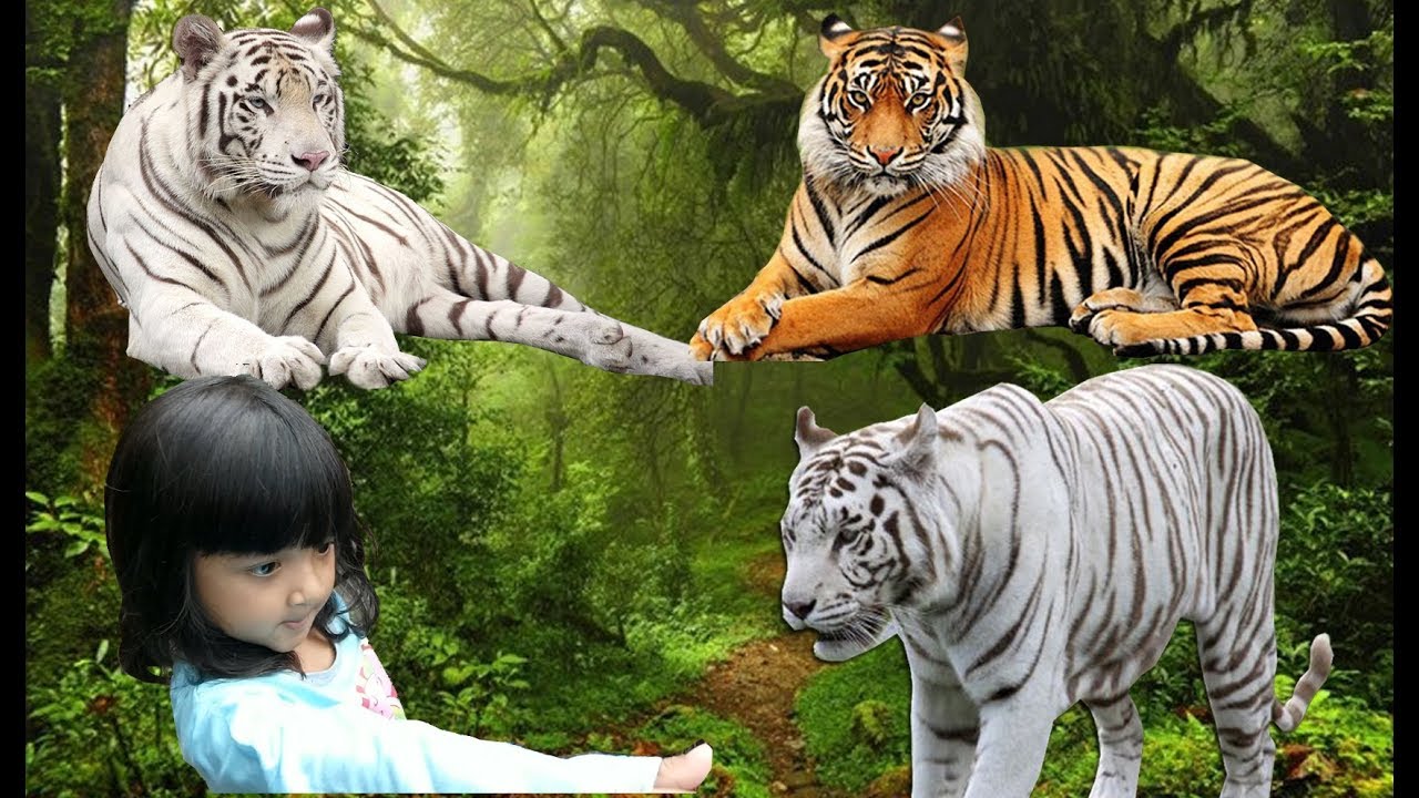 Gambar Berita Foto Anak Rasa Takut Bermain Bayi Harimau  