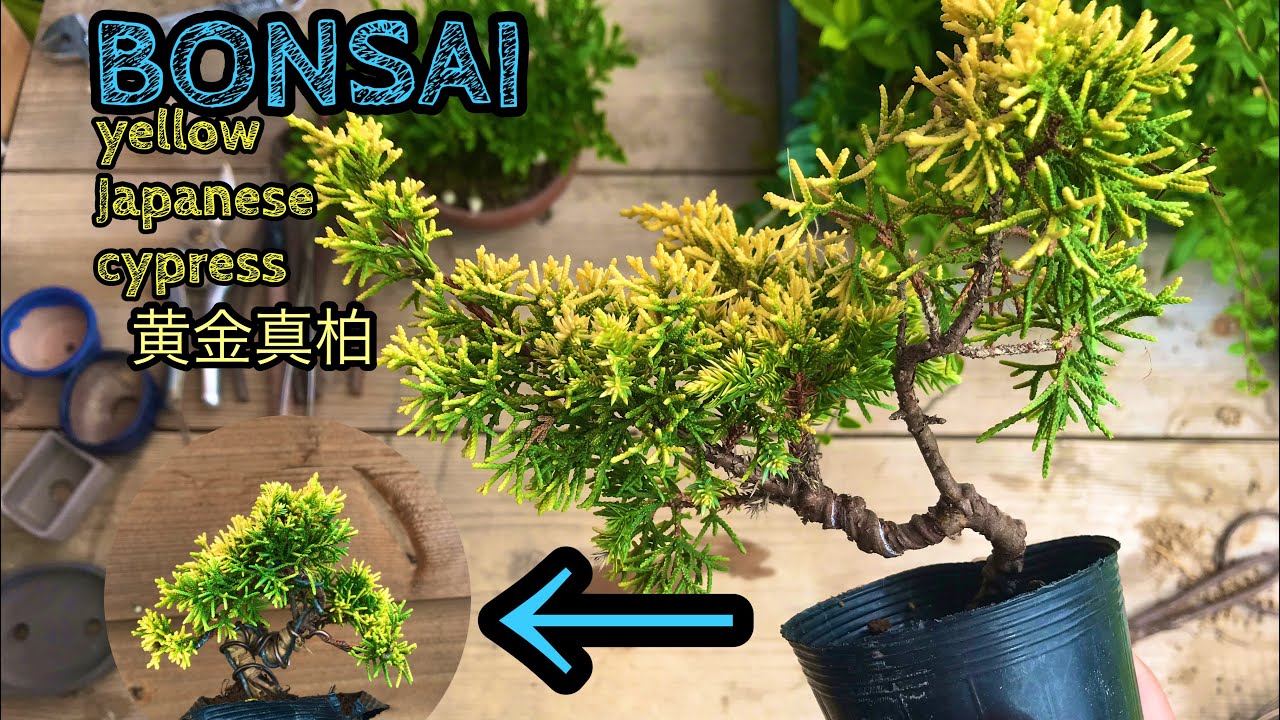 bonsai黄金真柏ラフィアを使って強く曲げましたBONSAI