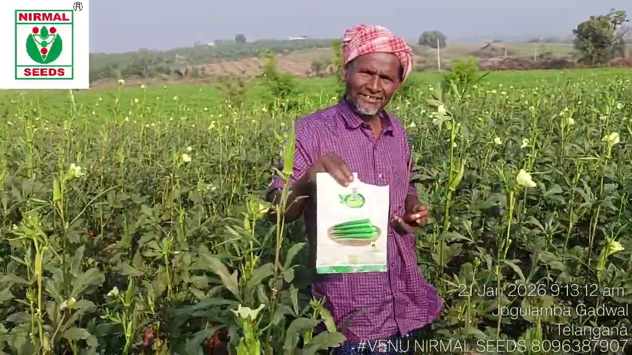 నిర్మల్ సీడ్స్ వారి సోఫియా బెండ రకం కాయ క్వాలిటీ కానీ సైజ్ కానీ గ్రోత్ కానీ బ్రాంచెస్ కానీ 