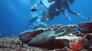 Download Lagu Learn to dive on Gili Trawangan - Turtle Heaven - PADI Open Water MP3