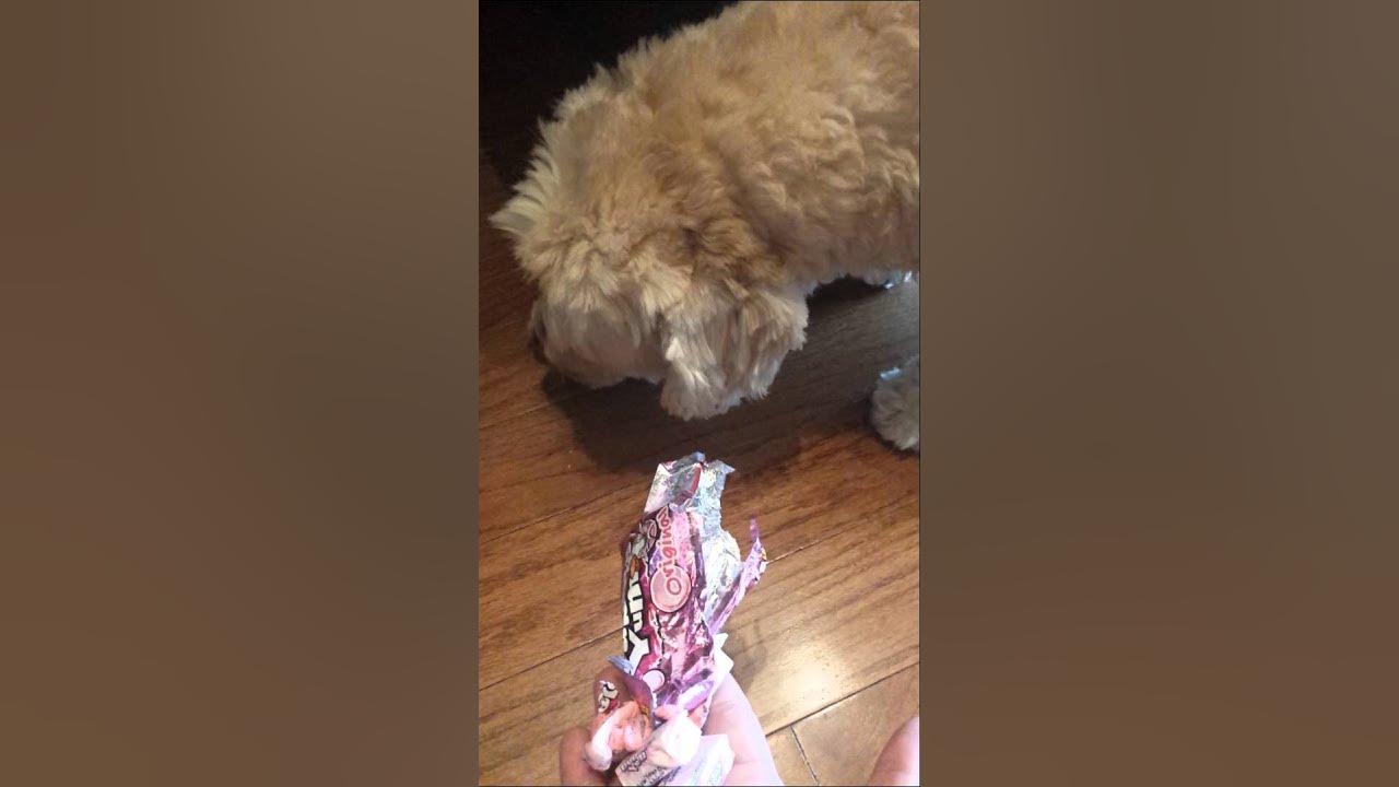 Dog ate my bubble gum YouTube