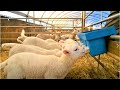 Amazing modern farming technology sheep farming livestock wool fabrication process farming1