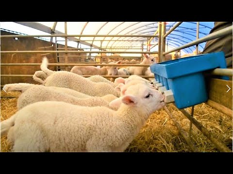 Amazing Modern Farming Technology: Sheep Farming, livestock, Wool Fabrication Process; Farming►1