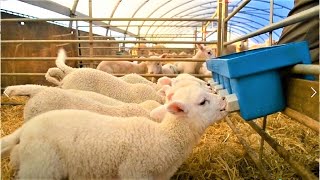 Amazing Modern Farming Technology: Sheep Farming, livestock, Wool Fabrication Process; Farming►1