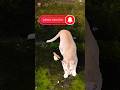 পোষা বিড়াল #foryou #cat #mau #cartoon #cats #catvideos #animals #shorts #natural #viralvideo #viral