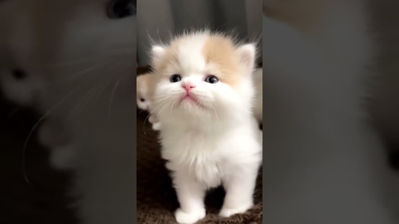 Geweldige Kat Heel Schattig