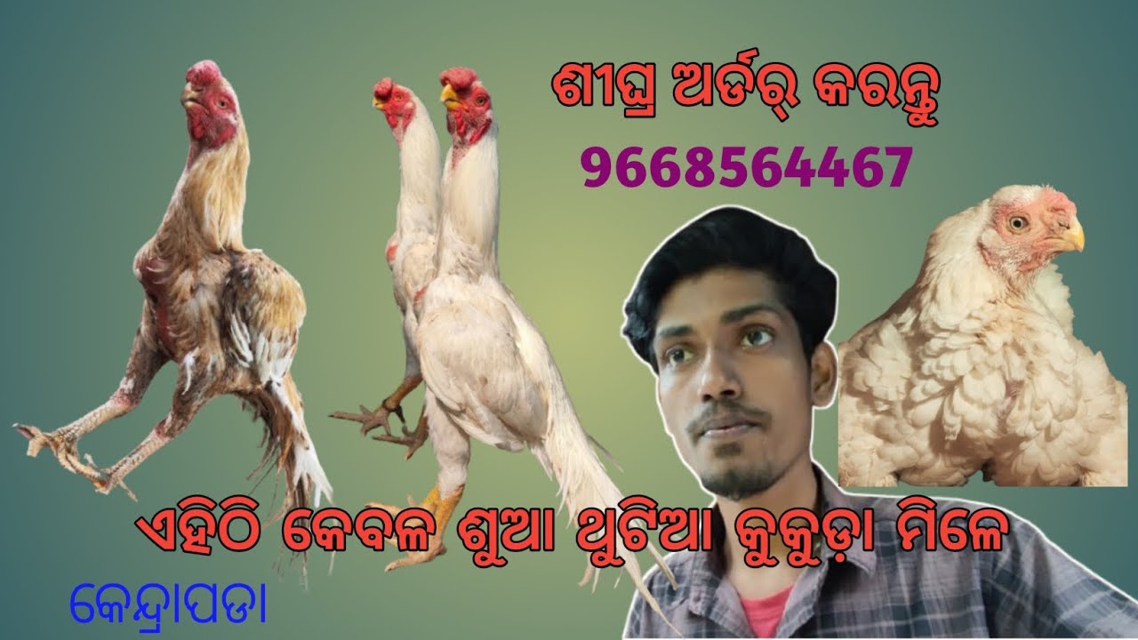 ଏହିଠି କେବଳ ଶୁଆ ଥୁଟିଆ କୁକୁଡ଼ା ମିଳେ । # odisha Nayak farm kendrapara 🐓