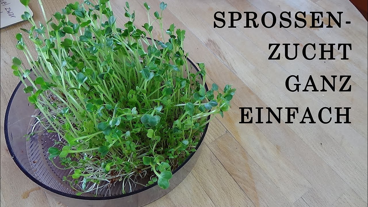Einfach Sprossen ziehen in Keimschale roh vegan Fensterbankgarten