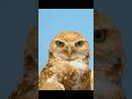 The Life of Burrowing Owls.  #wildlife #animals #shorts