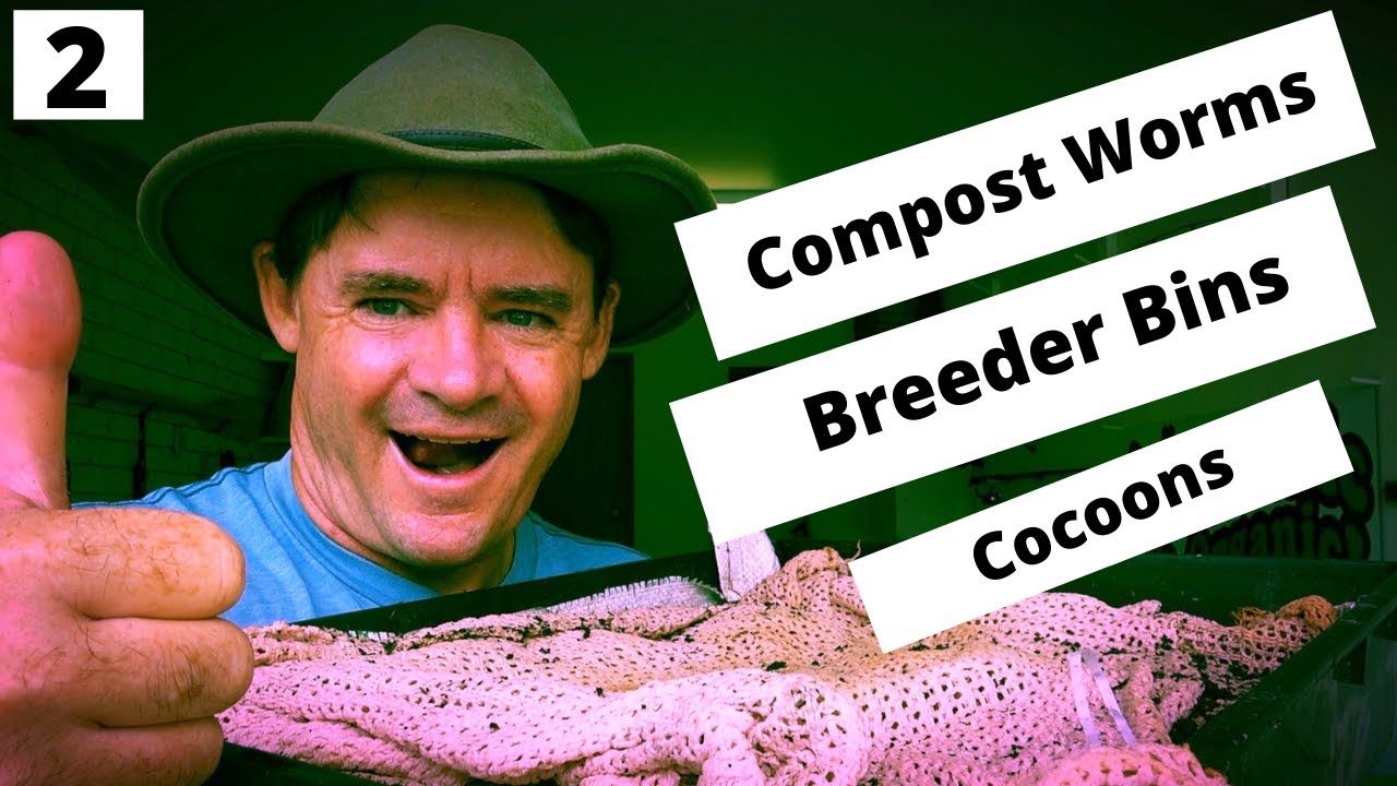 COMPOST WORM BREEDER Bins Are Cocoon Numbers Up?