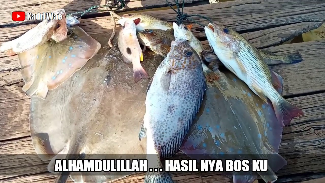 IKAN PARI NAIK MANCING MALAM HARI, DAPAT REZEKI IKAN PARI NYA ADIL