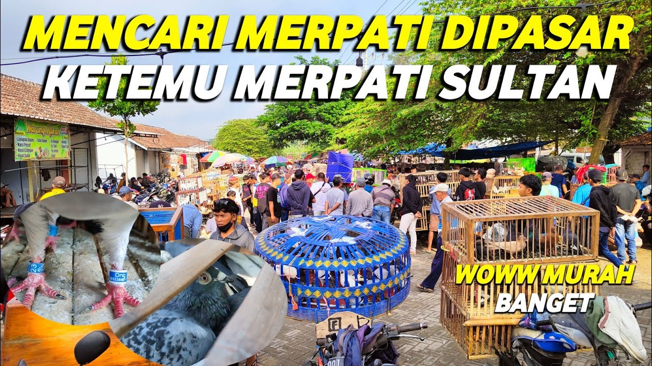 WOWW‼️KETEMU MERPATI SULTAN DIPASAR || GREBEK PASAR BURUNG MERPATI