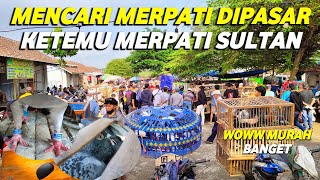 Download lagu WOW‼️FOUND SULTAN PIGEONS AT THE MARKET || PIGEON MARKET RAID