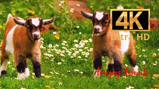 Goats domestic #59 | Amazing Animals 4K | Beautiful music