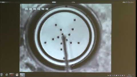 Prof. Christian Mazza | Self-organization and pattern formation in auxin flux