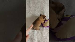 Продам щенка французского бульдога Продам щенка французского бульдога