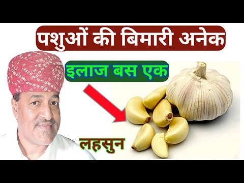 पशुओं की भूख बढ़ाने,के लिए लहसुन/Garlic Benefits For Cattles