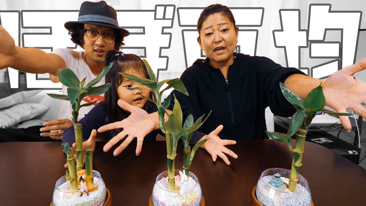 ほぼダイソーで作る初めての観葉植物 ハイドロカルチャー Youtube ほぼダイソーで作る初めての観葉植物 ハイドロカルチャー Youtube