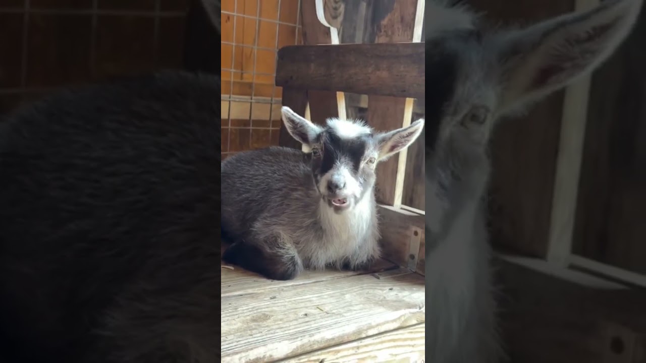 Sounds like a chicken looks like a goat! 