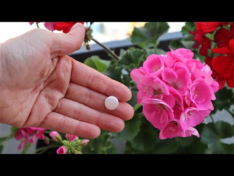 Video: Sunpatiens nega rastlin - gojenje rastlin Sunpatiens na vrtu