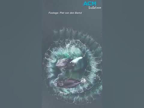 Humpback whales create a Fibonacci spiral in the Antarctic - YouTube