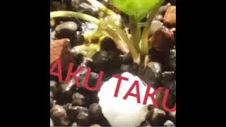 Mp3 aku takut