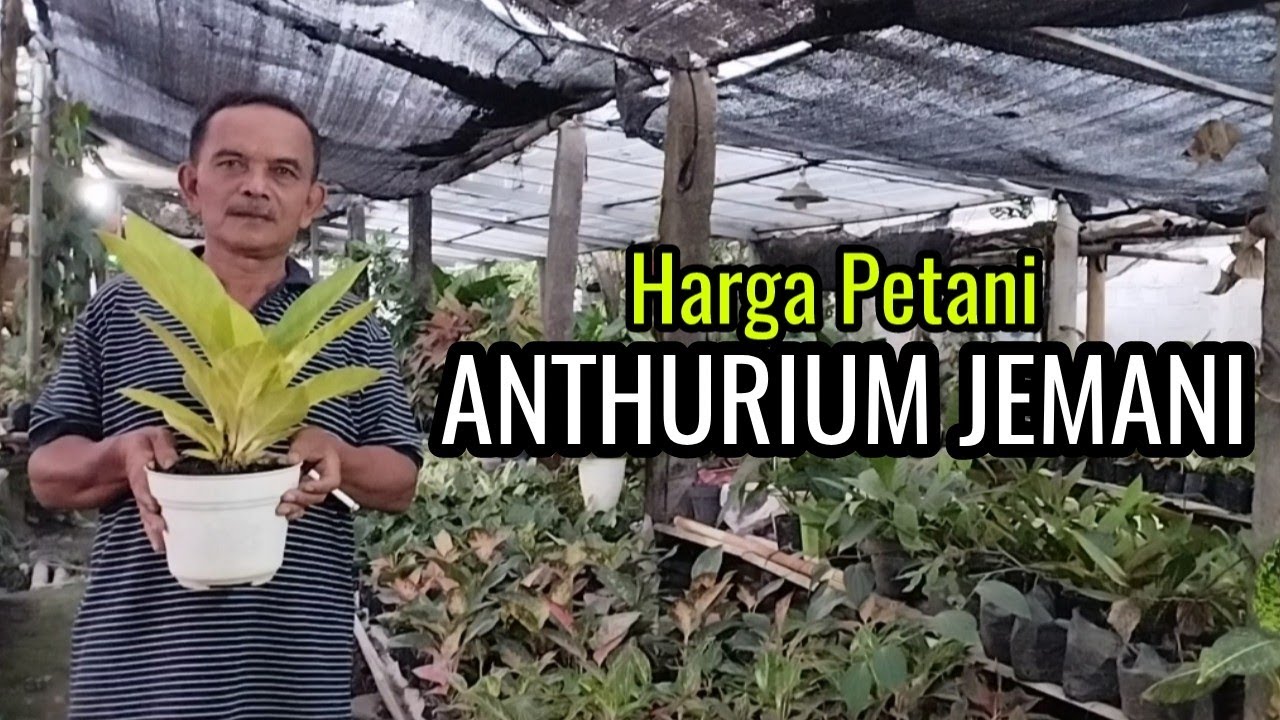 PERDANA DI YOUTUBE,,,PETANI ANTHURIUM JEMANI TERBESAR DI DEKAT CANDI BOROBUDUR