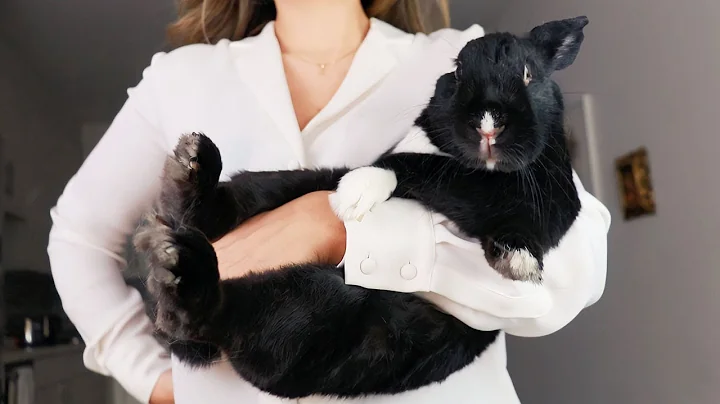 HOW TO HOLD A BUNNY THE RIGHT WAY - Get them comfortable in your arms!