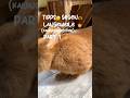 Tipps gegen Langeweile bei Kaninchen Part 1 #kaninchen #bunny #langeweile #tipps #part1 Mp3 Song