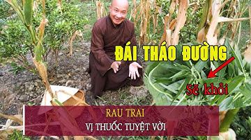 TIỂU ĐƯỜNG sẽ không còn với bài thuốc đơn giản từ RAU TRAI - Dược liệu quý dễ tìm - Chùa Pháp Tạng