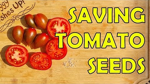 Saving Tomato Seeds Using Fermentation