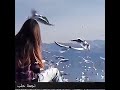 اغنية الطير